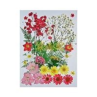 Algopix Similar Product 16 - UOKWIWI Real Natural Dried Pressed