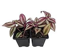Algopix Similar Product 6 - Purple Wandering Jew  2 Plants  3