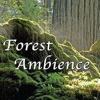 Algopix Similar Product 3 - Forest Ambience  Healing Nature Sounds