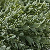 Algopix Similar Product 9 - Factory Direct Craft Vinyl Artificial