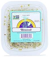 Algopix Similar Product 10 - Chicago Indoor Gardens Broccoli, 2 OZ