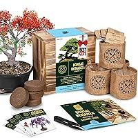 Algopix Similar Product 5 - Bonsai Tree Seed Starter Kit  Mini