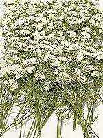 Algopix Similar Product 14 - UOKWIWI 44 pcs Yellow