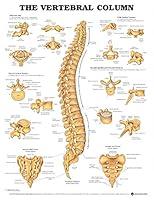 Algopix Similar Product 15 - The Vertebral Column Anatomical Chart